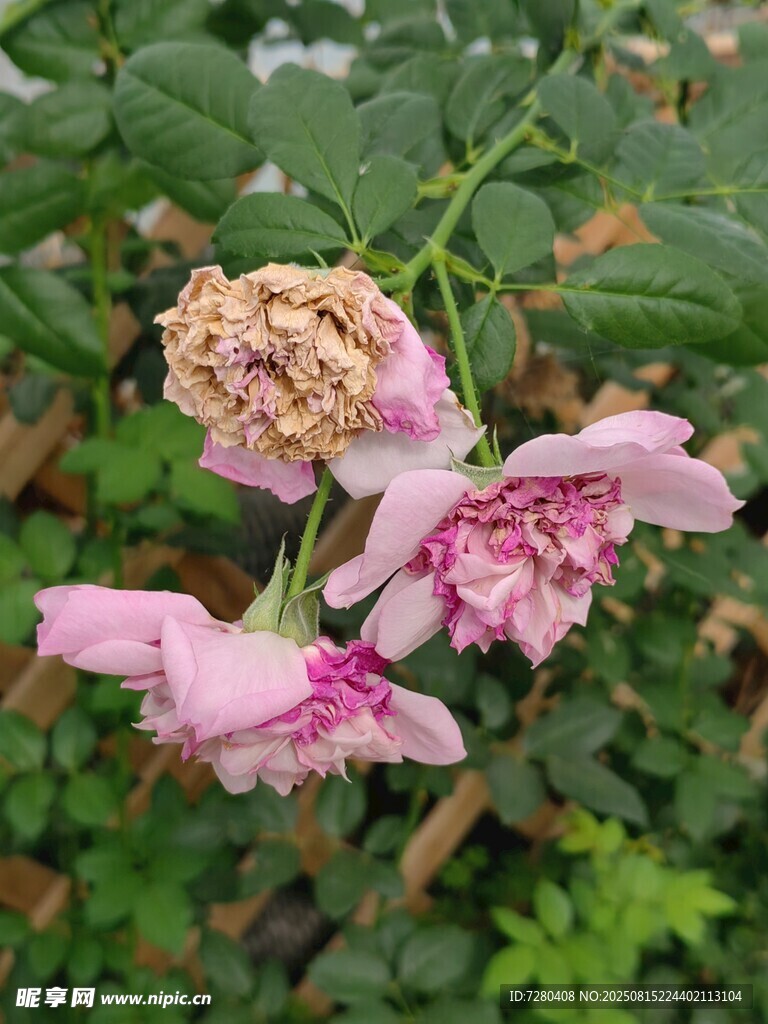 枯萎與盛放的嬌艷月季花