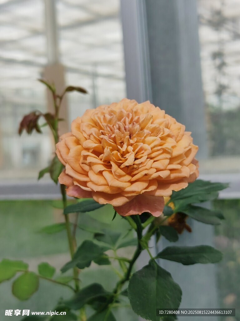 橙黃月季花特寫