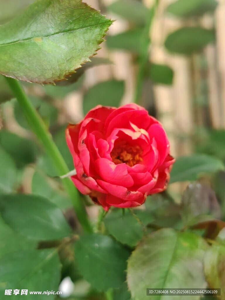嬌艷紅玫瑰綻放