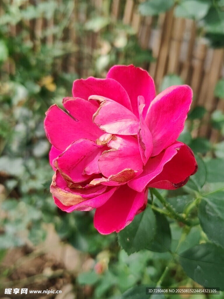 嬌艷盛開的紅色月季花