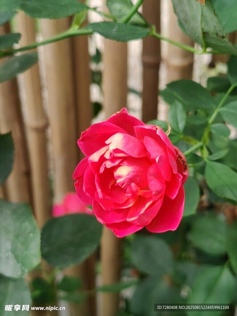 嬌艷紅玫瑰綻放于竹旁