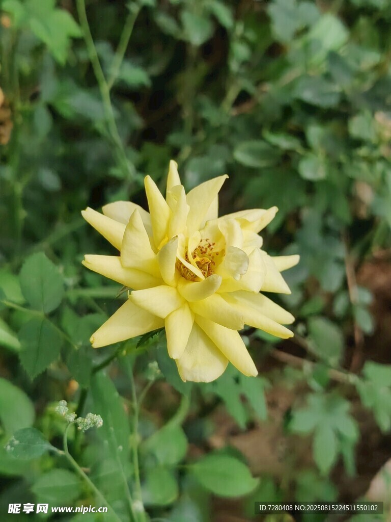 嬌艷黃玫瑰綻放綠葉間