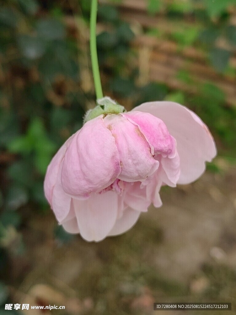 粉色低垂花朵特寫