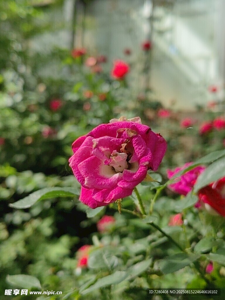 嬌艷紅玫瑰綻放