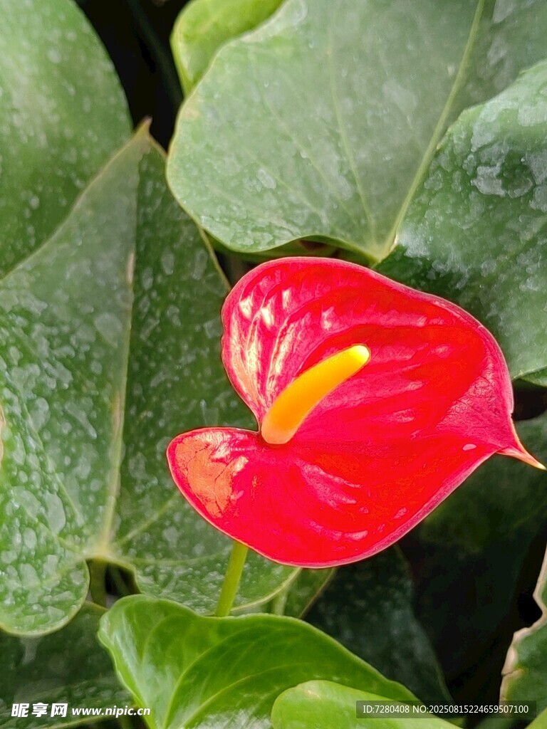 嬌艷紅掌花