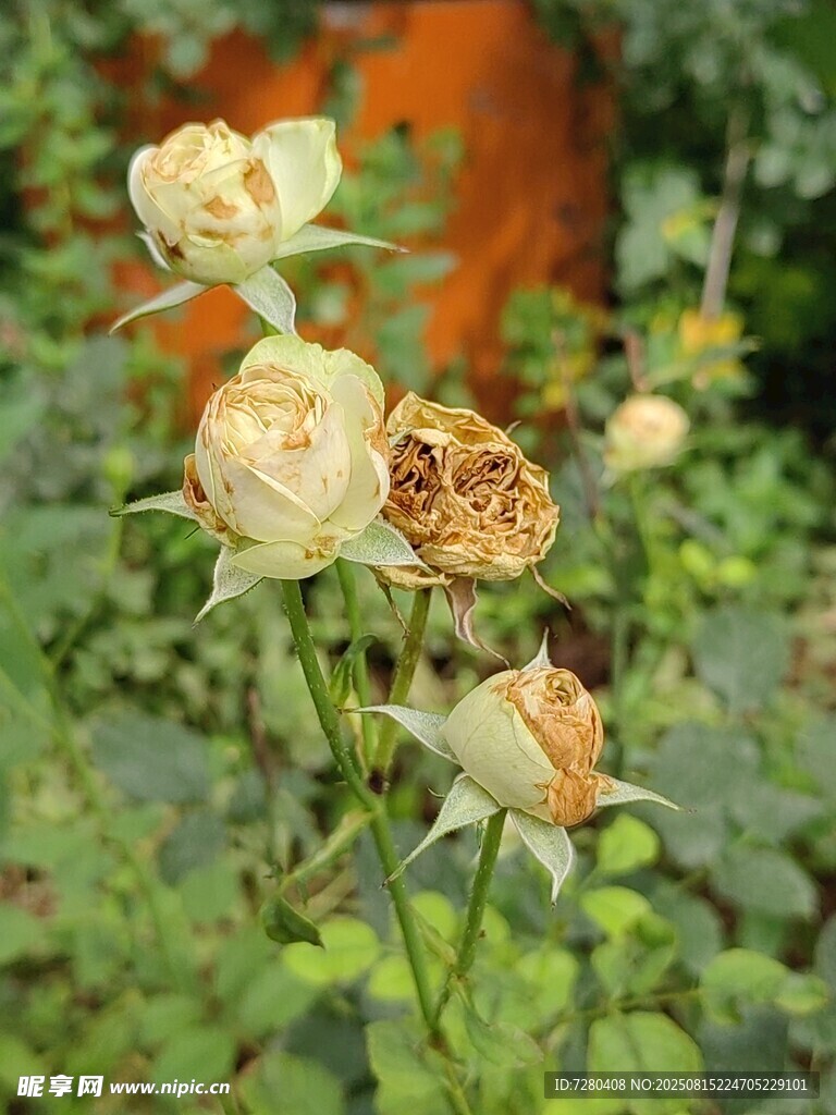 花園中的淡黃玫瑰綻放
