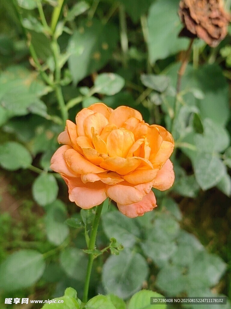 橙色嬌艷月季花
