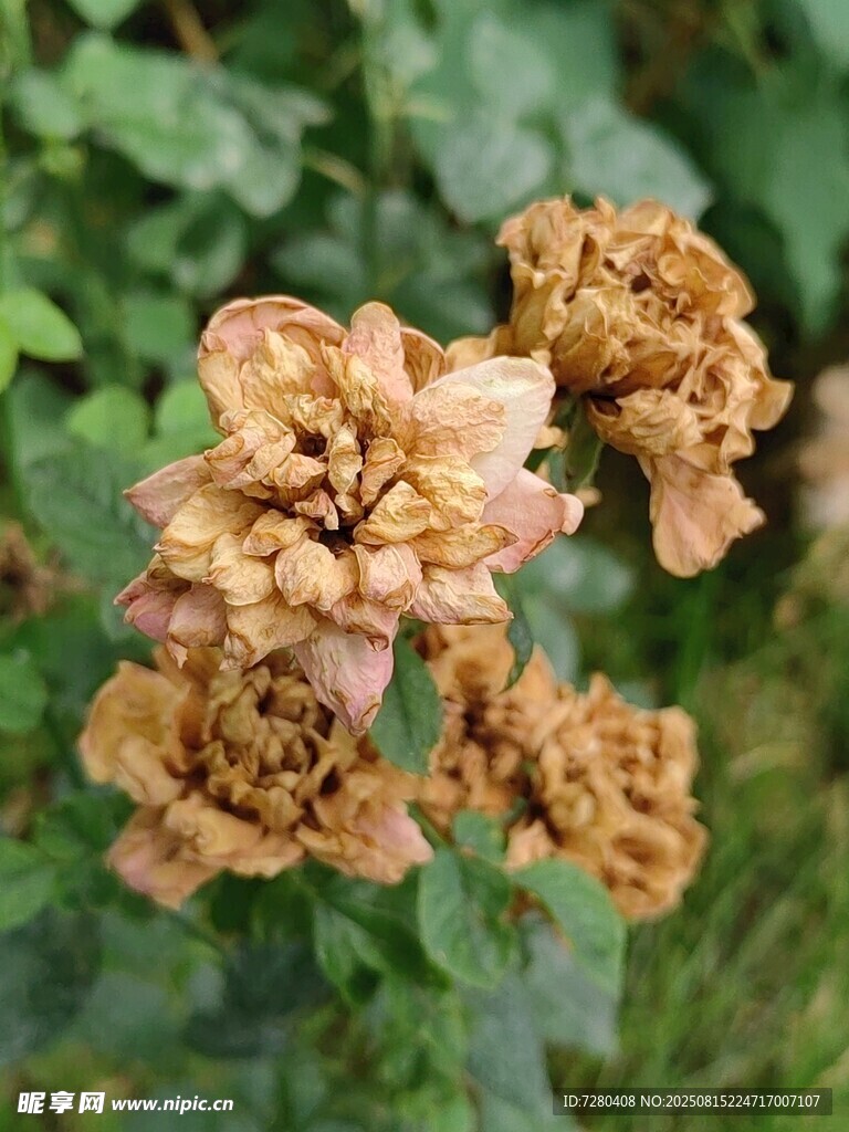 枯萎花朵特寫