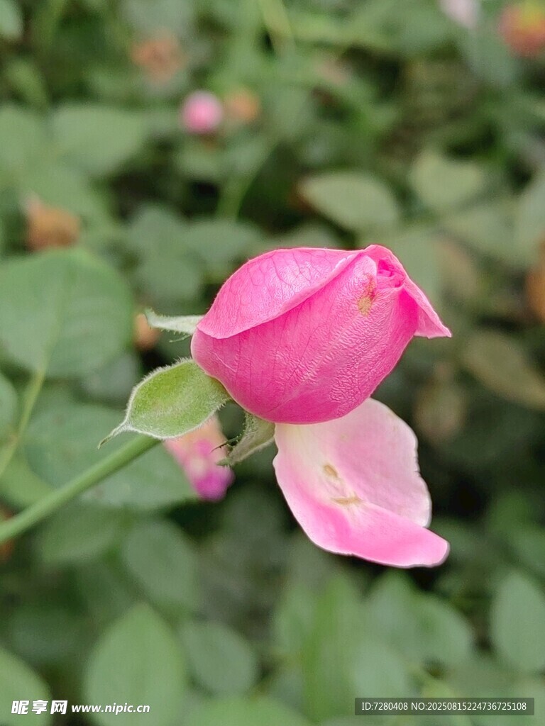 含苞待放的粉色嬌艷玫瑰
