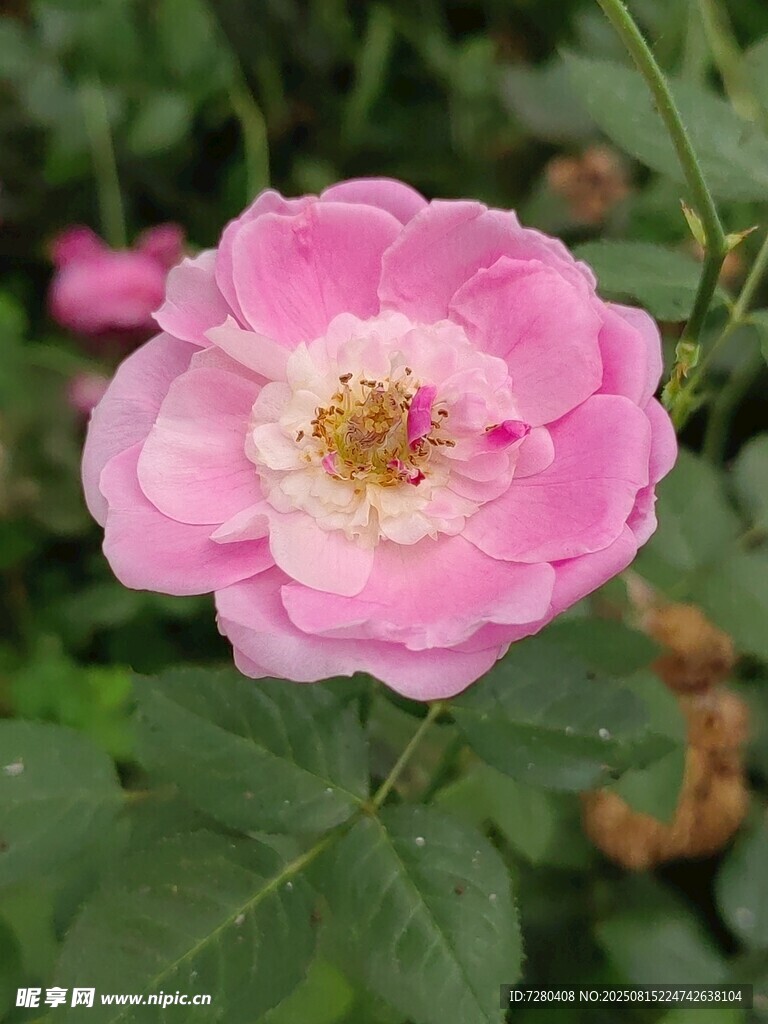 嬌艷粉色薔薇花