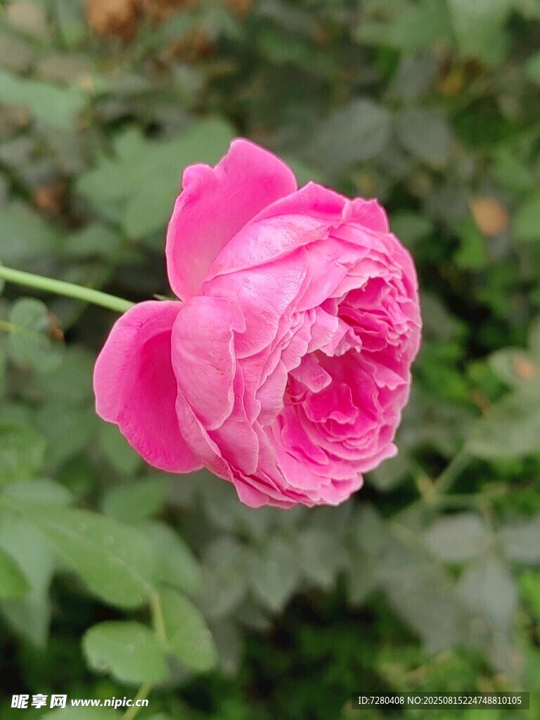 嬌艷粉色月季花