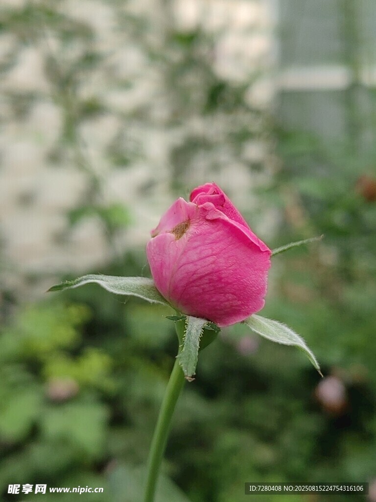 嬌艷粉色玫瑰