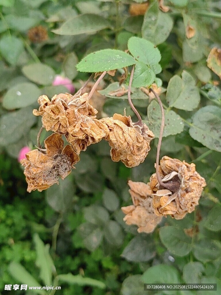枯萎的玫瑰花