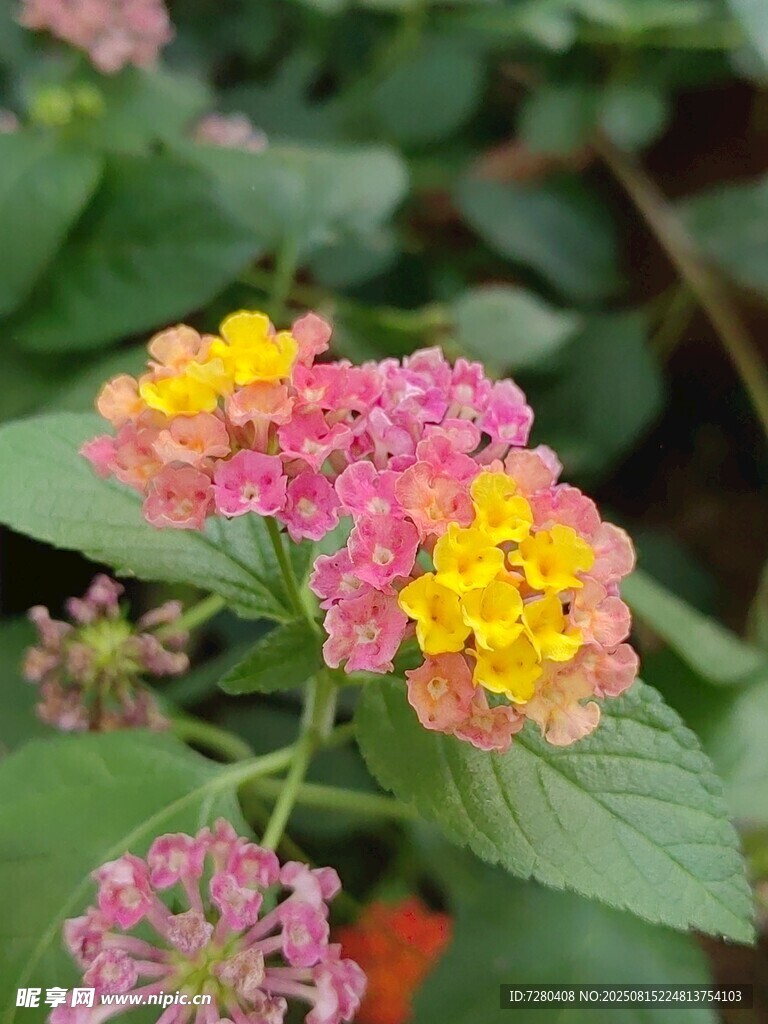 多彩馬纓丹花卉特寫