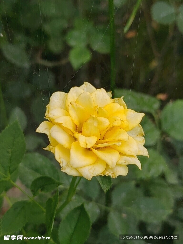 黃色月季花特寫