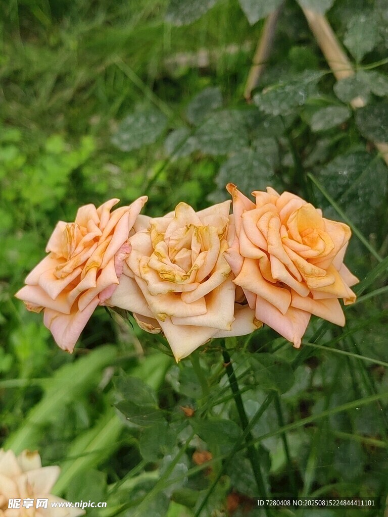 三朵淺橙色嬌艷月季花