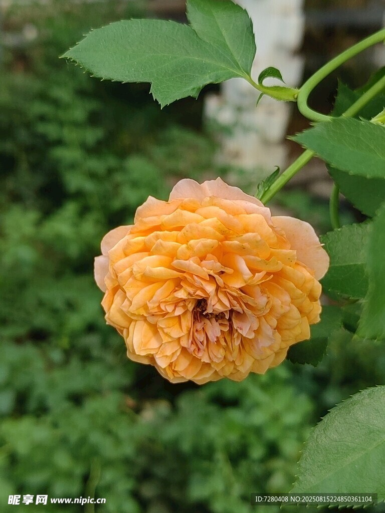 橙黃色單朵盛開的嬌艷玫瑰
