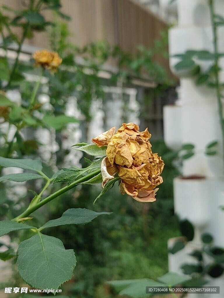 枯萎的黃玫瑰
