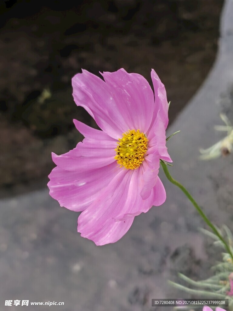 單朵粉色波斯菊特寫