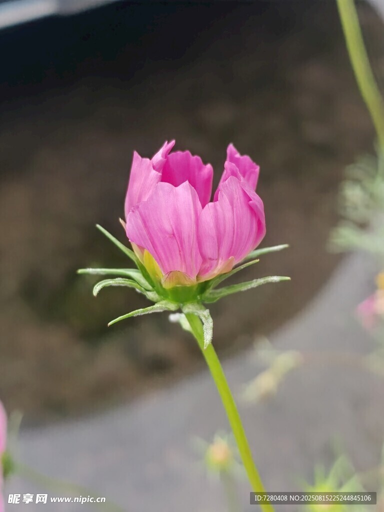 嬌艷綻放的粉色花朵