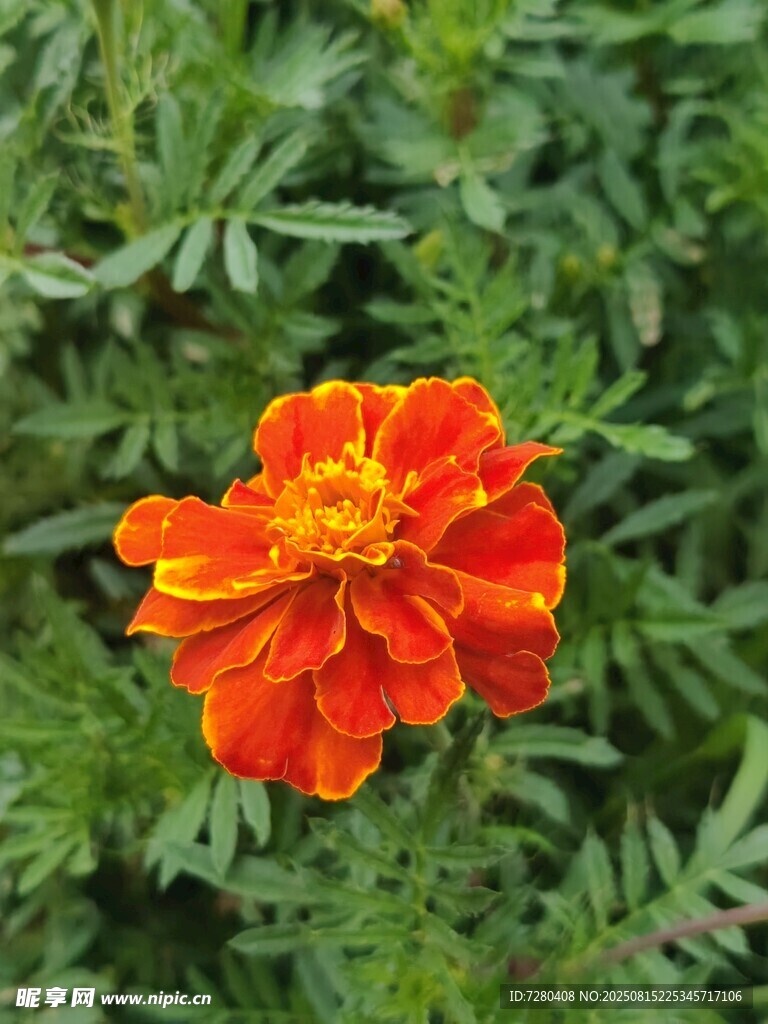 鮮艷橘色萬壽菊綻放