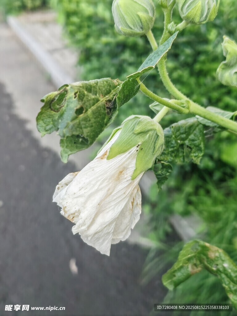 路邊綻放的白色嬌嫩花朵