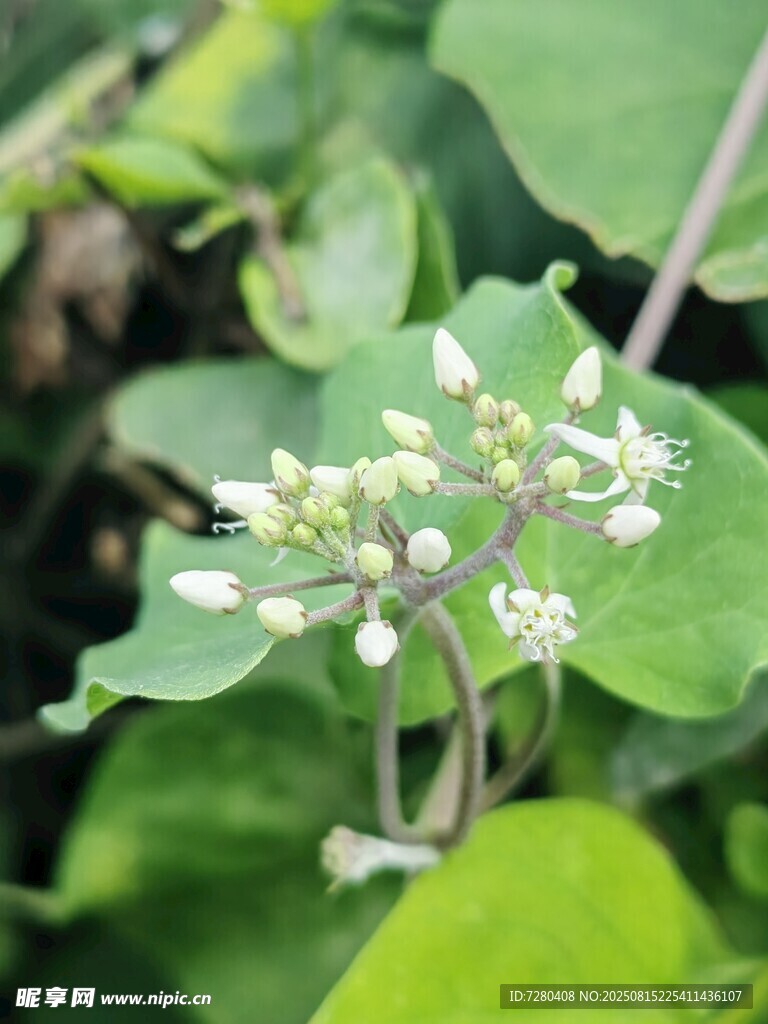 綠葉間的白色小花
