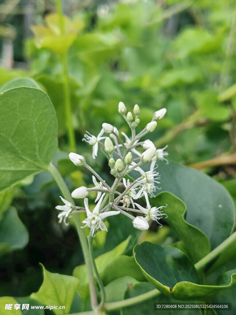 綠葉間的白色小花