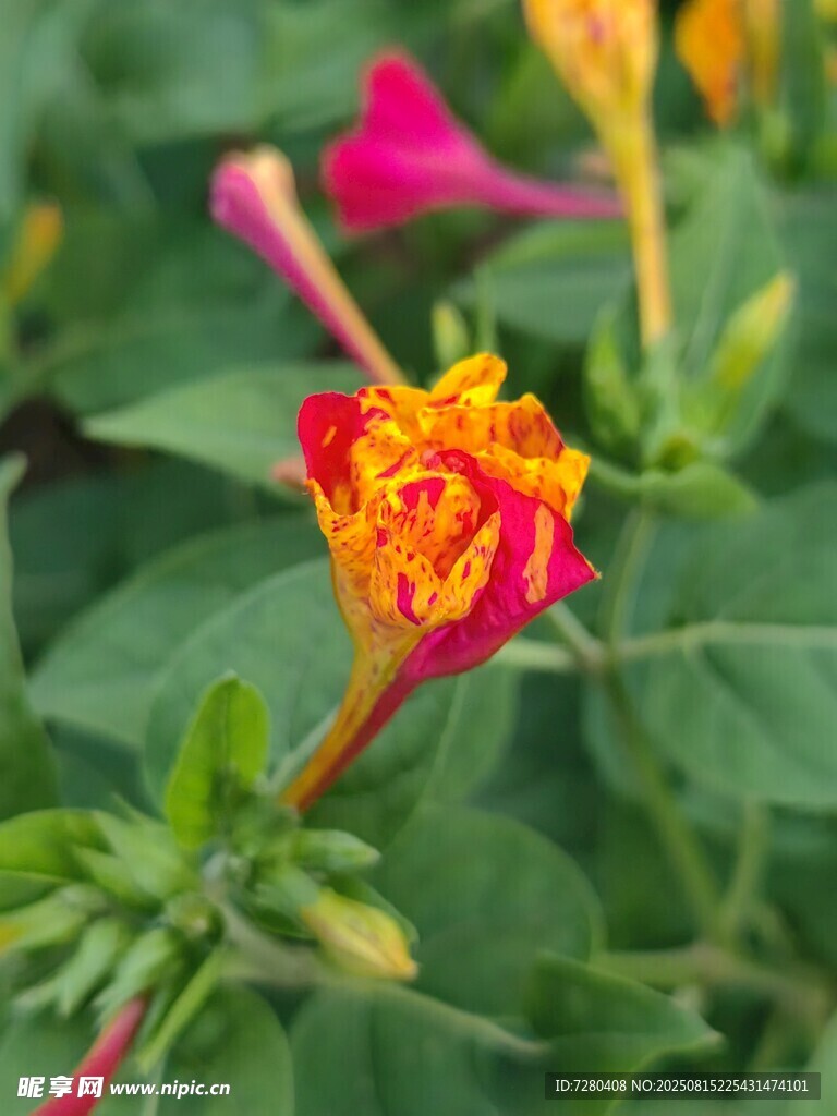 嬌艷多彩花朵綻放