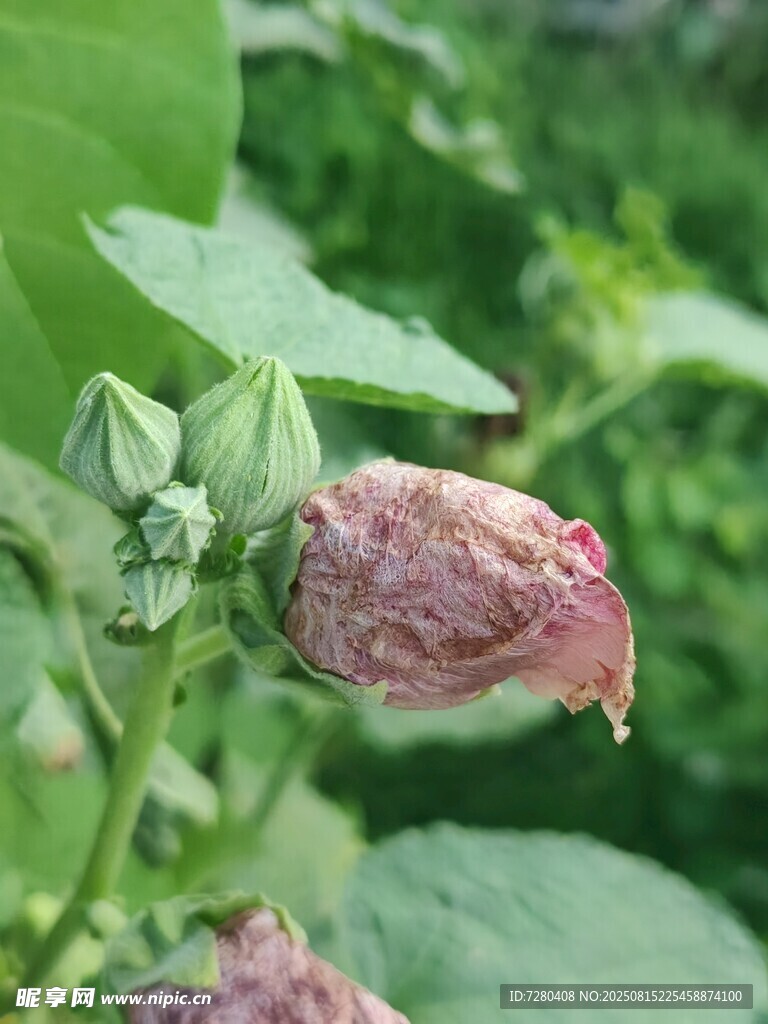 含苞待放的奇特植物