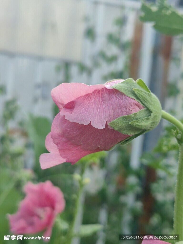 嬌艷蜀葵綻放
