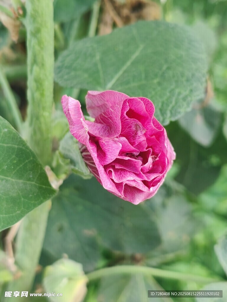 嬌艷綻放的粉色花朵