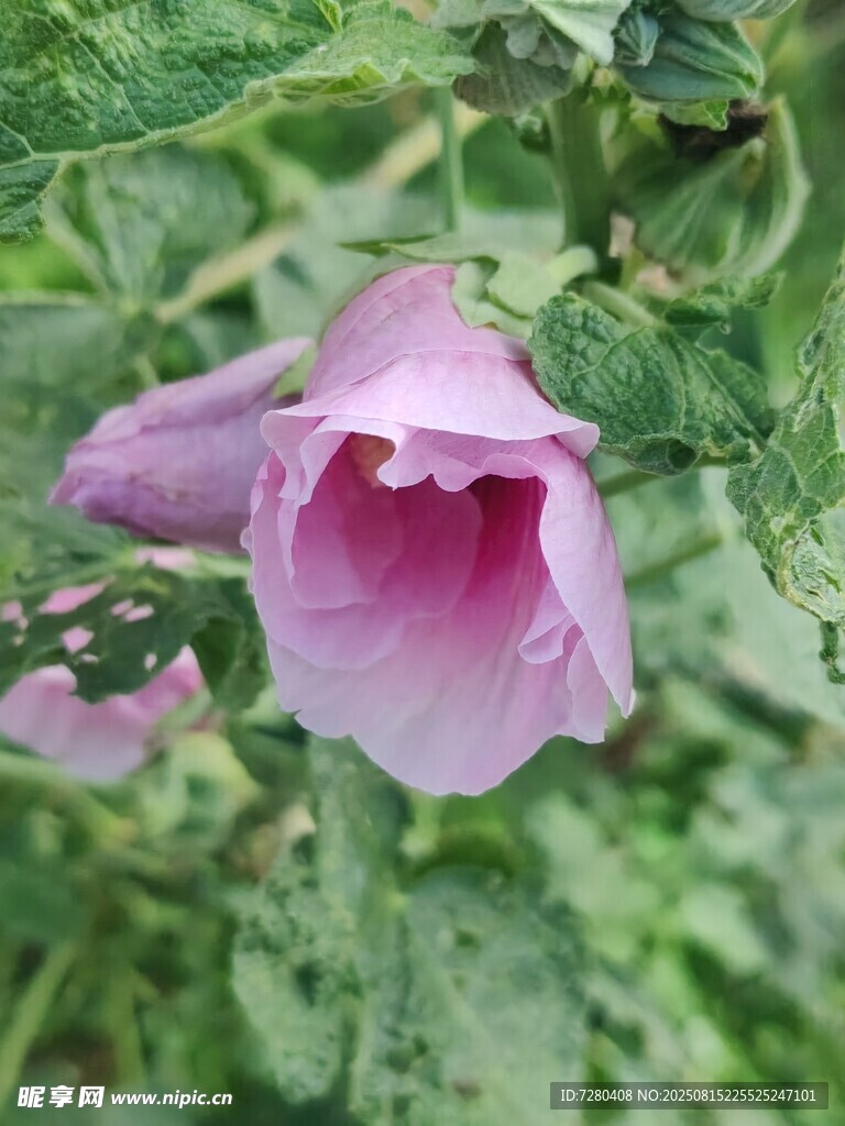 粉色喇叭花特寫