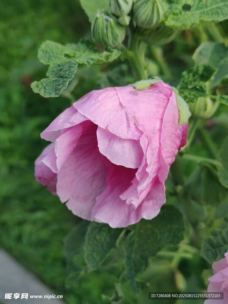嬌艷粉色木槿花