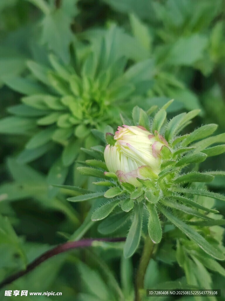 含苞待放的綠色花朵