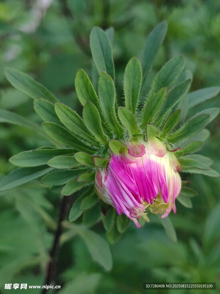 含苞待放的嬌艷牡丹花