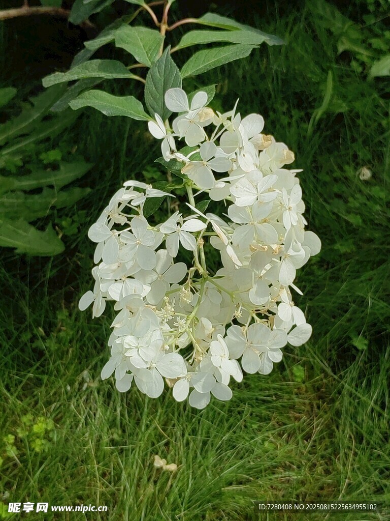 白色繡球花綻放于草叢間