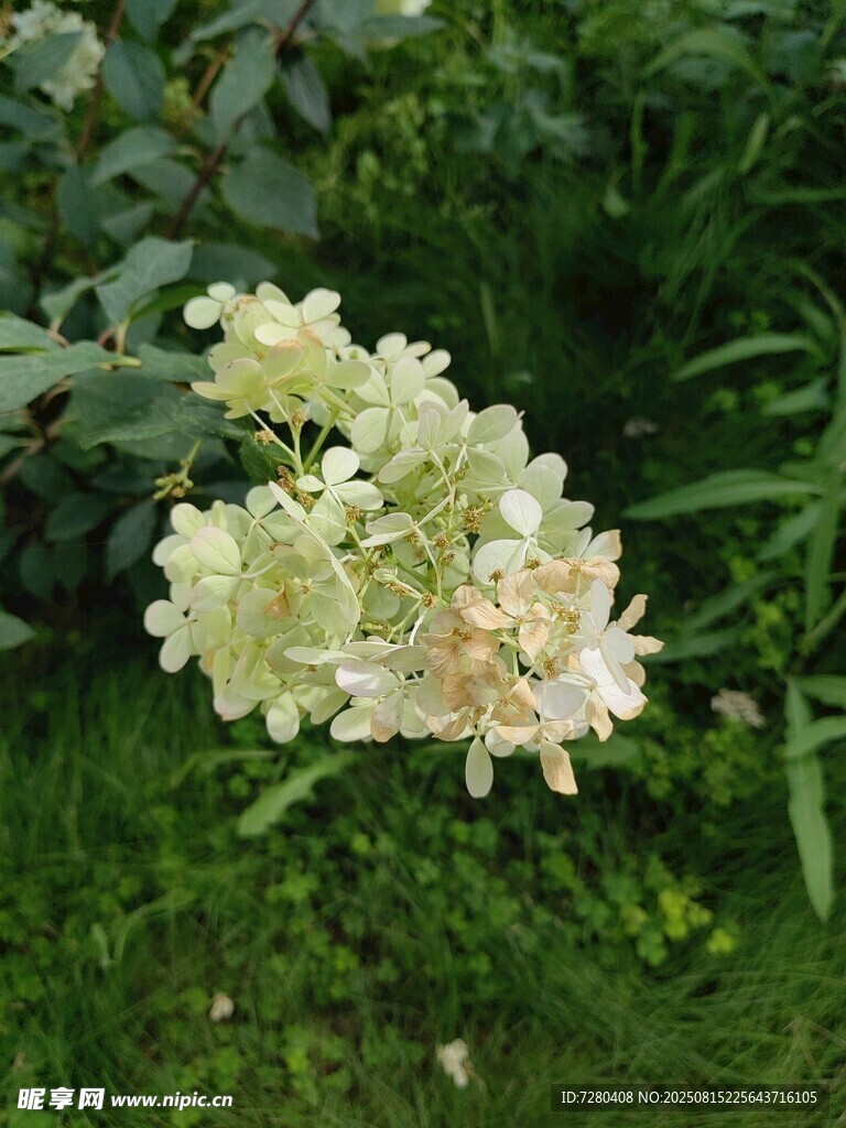 白色繡球花綻放于草地