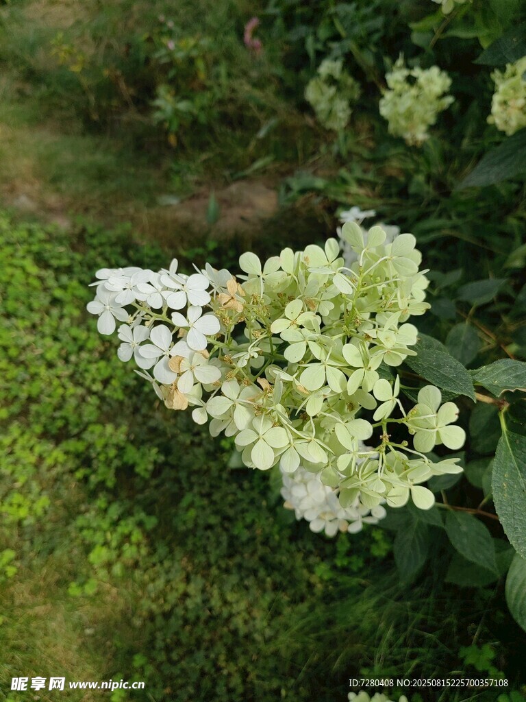 綠葉叢中的白色繡球花