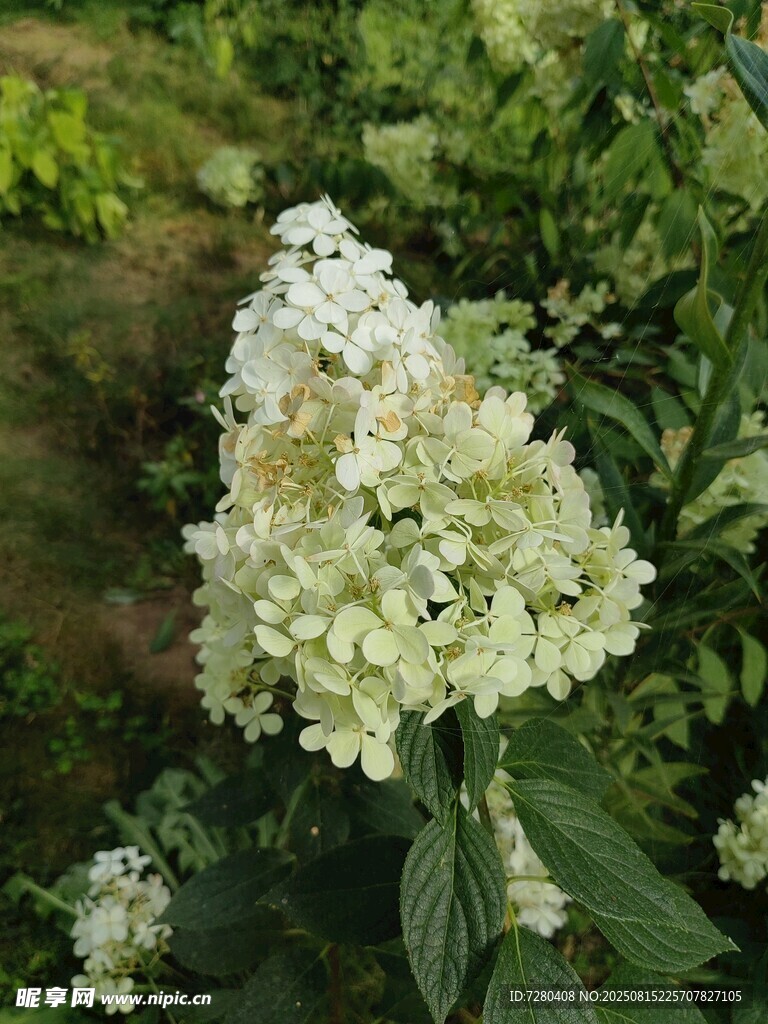 清新繡球花綻放于綠野