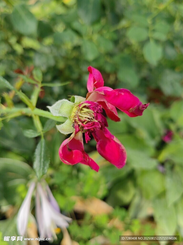 嬌艷紅色花朵綻放