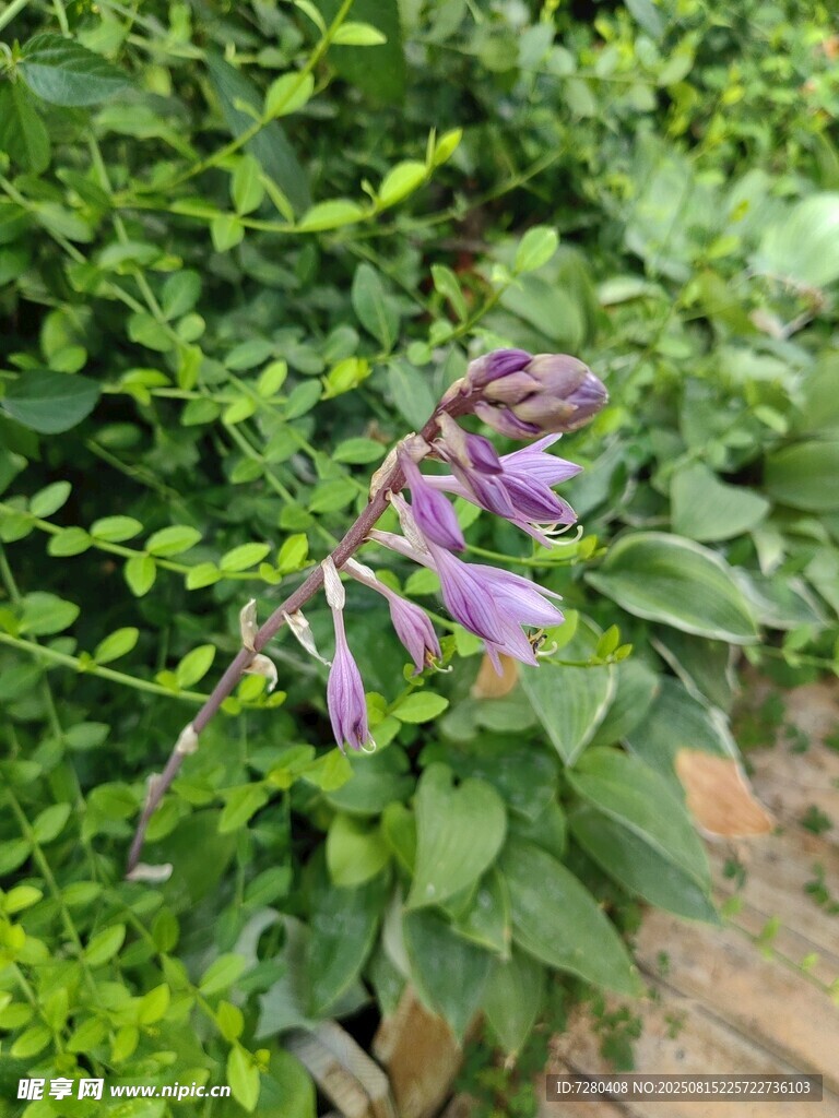 紫色花卉綻放于綠葉間