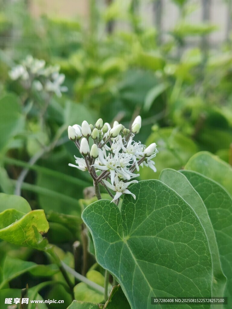 綠葉間的白色小花