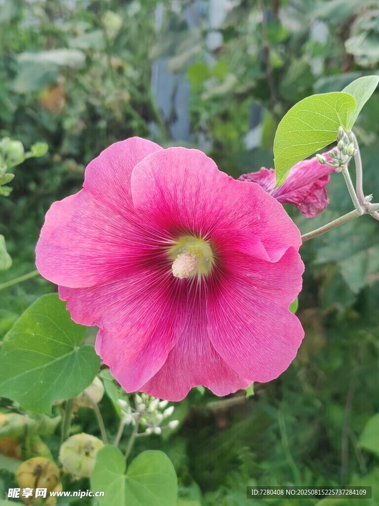 嬌艷粉色木槿花綻放