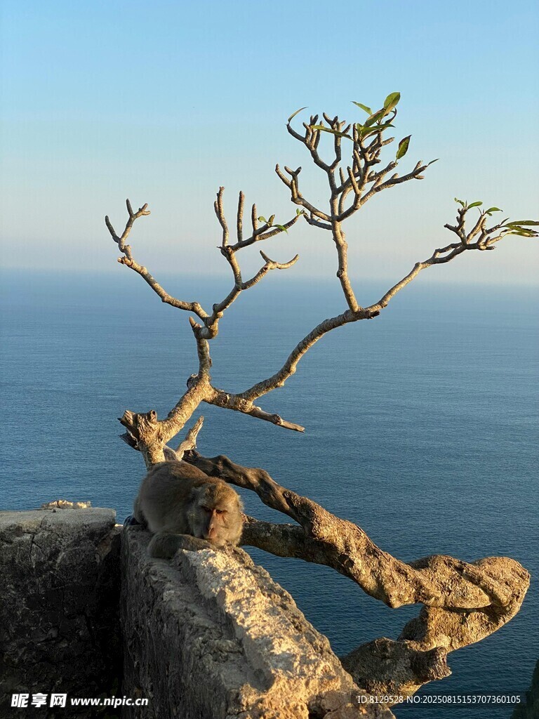 懸崖孤枝映碧海