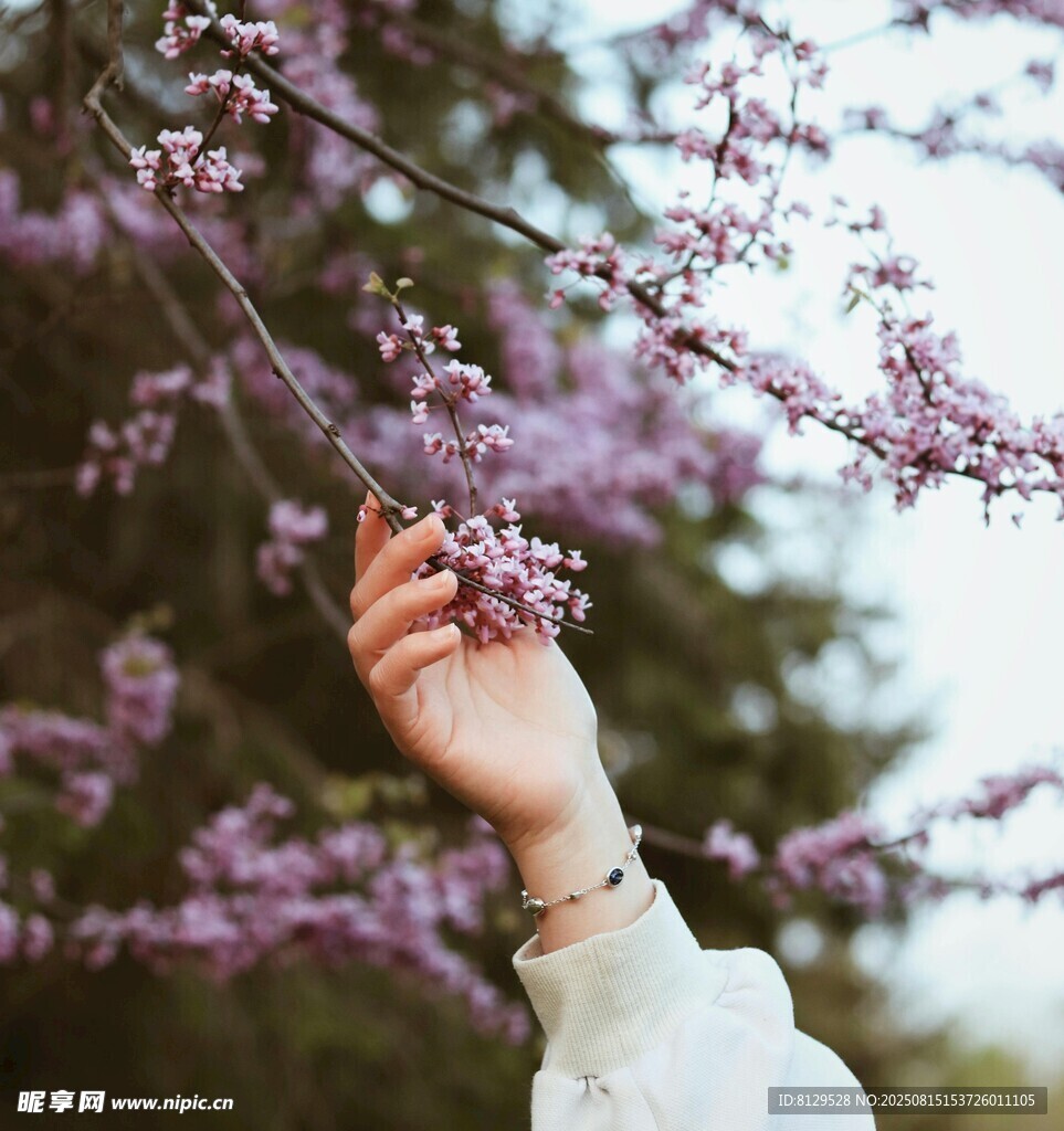 手觸爛漫紫花