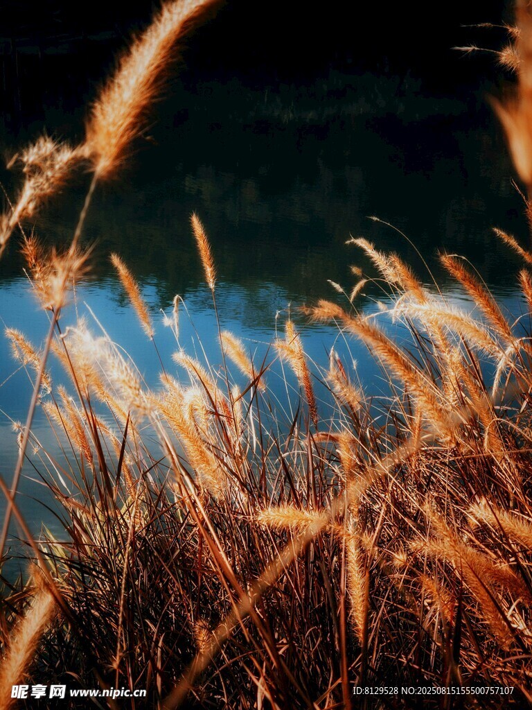 夕陽下的金色蘆葦