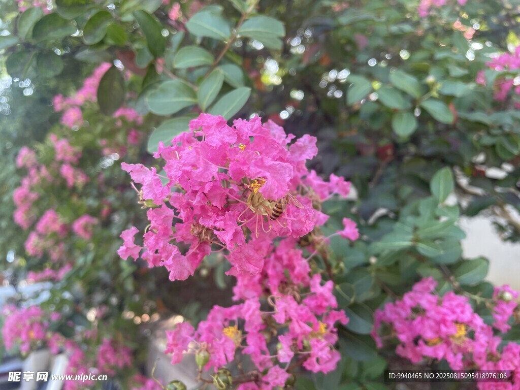 嬌艷盛開(kāi)的粉色紫薇花