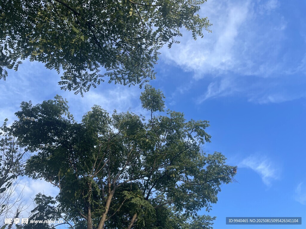 藍(lán)天綠樹自然美景