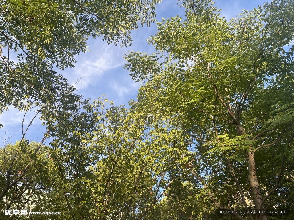 仰望蔥郁樹林藍天